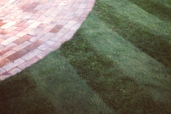 Call us to discuss the costs and considerations of purchasing and installing turf
